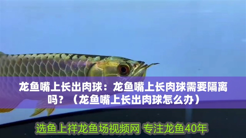 龍魚嘴上長出肉球：龍魚嘴上長肉球需要隔離嗎？（龍魚嘴上長出肉球怎么辦）