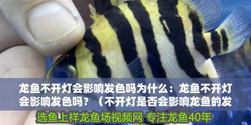 龍魚不開燈會影響發色嗎為什么：龍魚不開燈會影響發色嗎？（不開燈是否會影響龍魚的發色，龍魚的光合作用會影響龍魚發色）