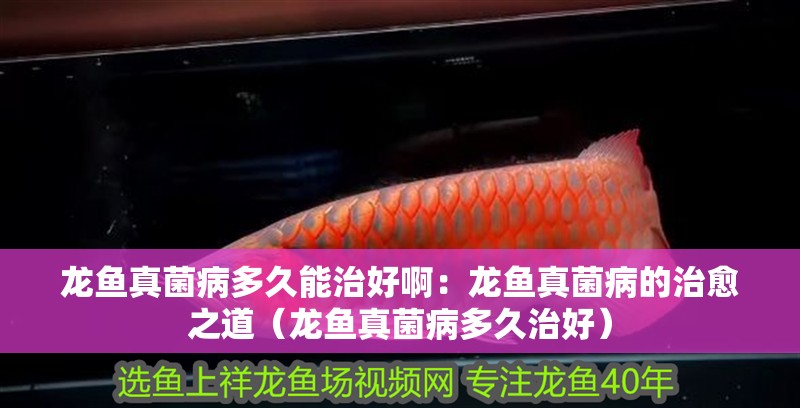 龍魚真菌病多久能治好啊：龍魚真菌病的治愈之道（龍魚真菌病多<strong><mark>久治</mark></strong>好）