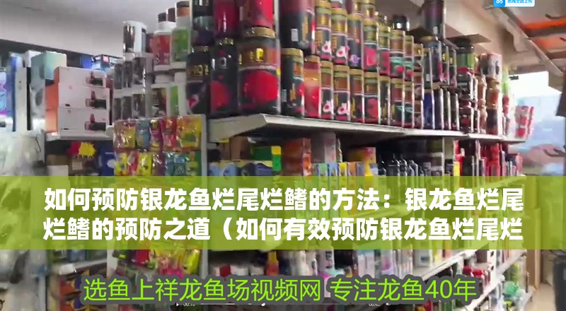 如何預防銀龍魚爛尾爛鰭的方法：銀龍魚爛尾爛鰭的預防之道（如何有效預防銀龍魚爛尾爛鰭）