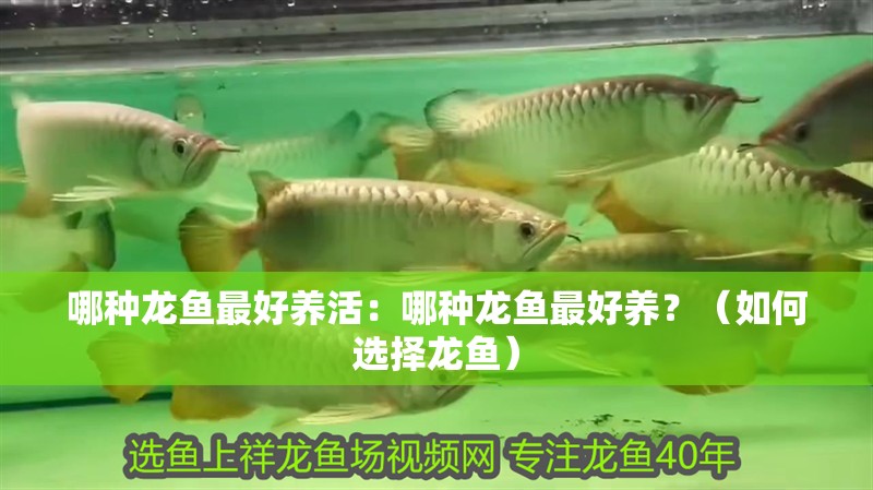 哪種龍魚最好養活：哪種龍魚最好養？（如何選擇龍魚）