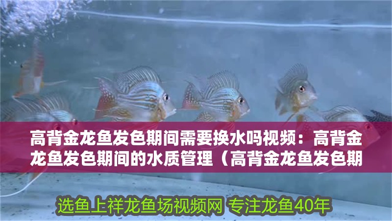高背金龍魚發(fā)色期間需要換水嗎視頻：高背金龍魚發(fā)色期間的水質(zhì)管理（高背金龍魚發(fā)色期間水質(zhì)管理）