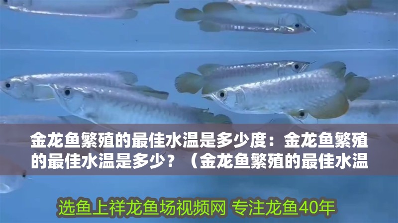 金龍魚繁殖的最佳水溫是多少度：金龍魚繁殖的最佳水溫是多少？（金龍魚繁殖的最佳水溫至關(guān)重要，了解金龍魚繁殖的最佳水溫范圍）