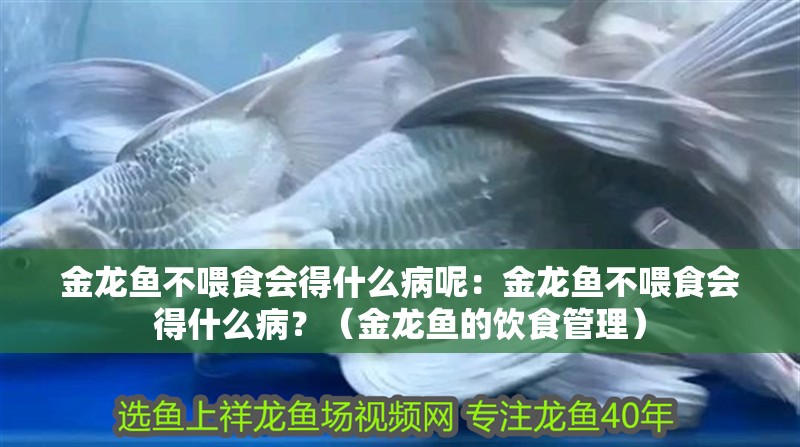 金龍魚不喂食會得什么病呢：金龍魚不喂食會得什么病？（金龍魚的飲食管理）