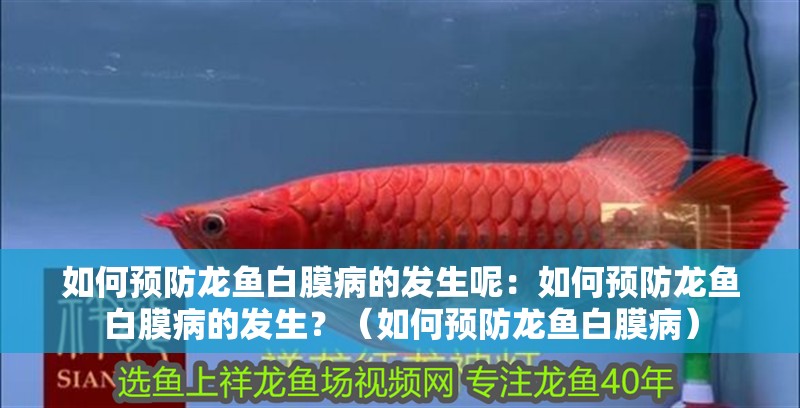 如何預防龍魚白膜病的發生呢：如何預防龍魚白膜病的發生？（如何預防龍魚白膜病）