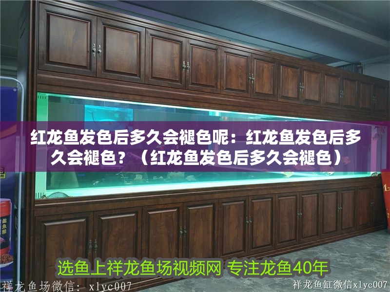 紅龍魚發色后多久會褪色呢：紅龍魚發色后多久會褪色？（紅龍魚發色后多久會褪色）