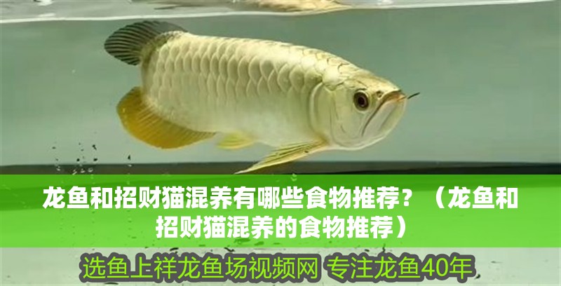 龍魚和招財貓混養有哪些食物推薦？（龍魚和招財貓混養的食物推薦）