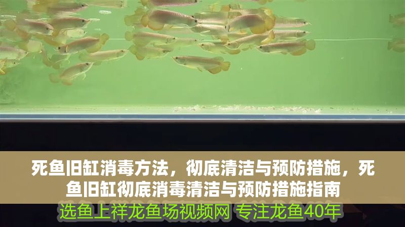 死魚舊缸消毒方法，徹底清潔與預防措施，死魚舊缸徹底消毒清潔與預防措施指南