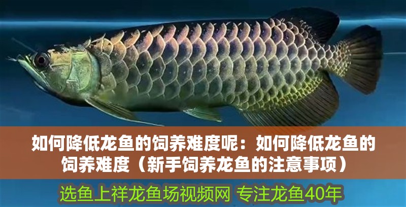 如何降低龍魚的飼養難度呢：如何降低龍魚的飼養難度（新手飼養龍魚的注意事項）