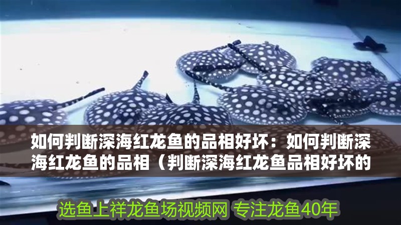 如何判斷深海紅龍魚的品相好壞：如何判斷深海紅龍魚的品相（判斷深海紅龍魚品相好壞的幾個關鍵指標判斷深海紅龍魚品相好壞）