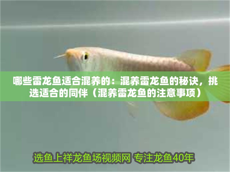 哪些雷龍魚適合混養的：混養雷龍魚的秘訣，挑選適合的同伴（混養雷龍魚的注意事項）