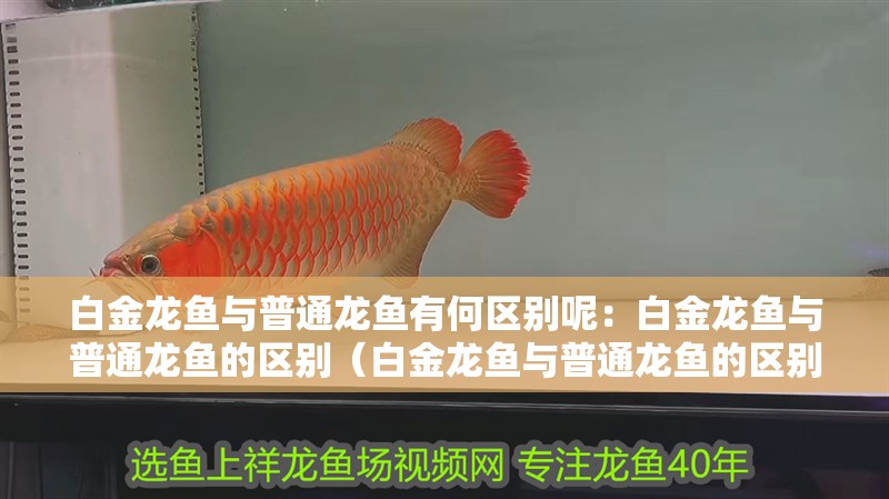 白金龍魚與普通龍魚有何區別呢：白金龍魚與普通龍魚的區別（白金龍魚與普通龍魚的區別）
