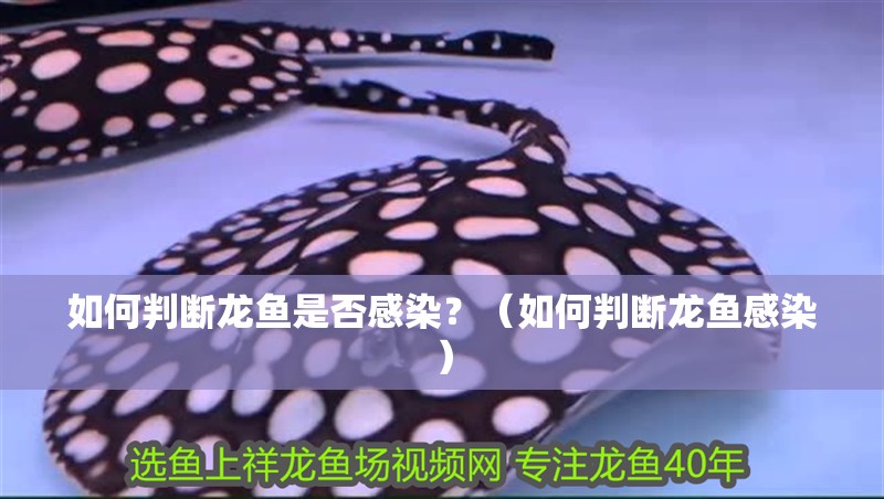 如何判斷龍魚是否感染？（如何判斷龍魚感染）