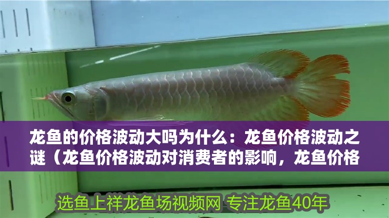 龍魚的價格波動大嗎為什么：龍魚價格波動之謎（龍魚價格波動對消費者的影響，龍魚價格波動對市場的影響）