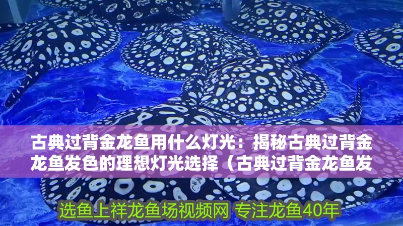 古典過(guò)背金龍魚(yú)用什么燈光：揭秘古典過(guò)背金龍魚(yú)發(fā)色的理想燈光選擇（古典過(guò)背金龍魚(yú)發(fā)色的燈具選擇）