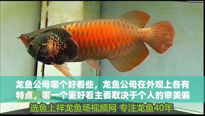 龍魚公母哪個好看些，龍魚公母在外觀上各有特點，哪一個更好看主要取決于個人的審美偏好