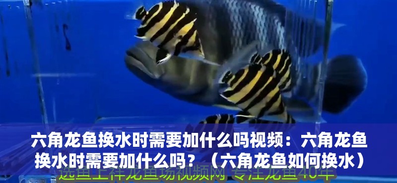 六角龍魚換水時需要加什么嗎視頻：六角龍魚換水時需要加什么嗎？（六角龍魚如何換水）