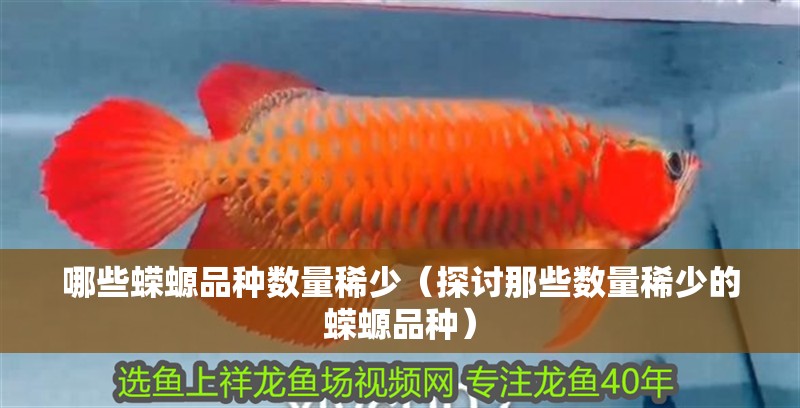 哪些蠑螈品種數(shù)量稀少（探討那些數(shù)量稀少的蠑螈品種）