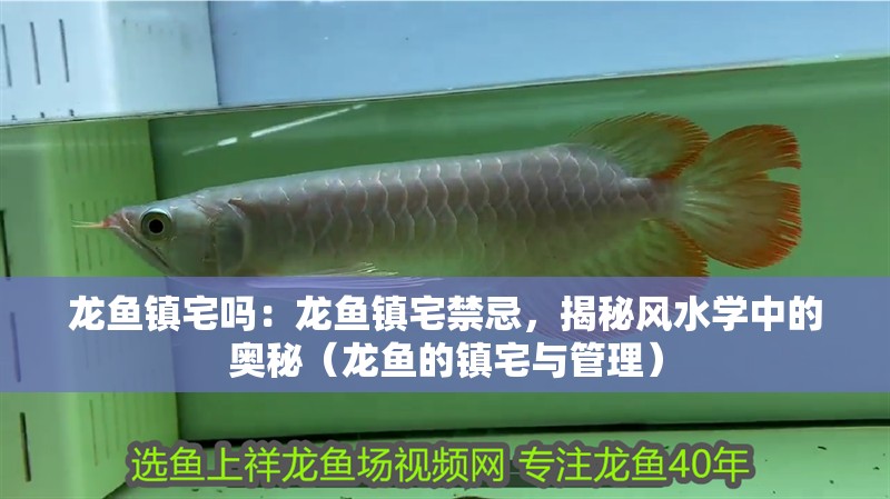 龍魚鎮(zhèn)宅嗎：龍魚鎮(zhèn)宅禁忌，揭秘風(fēng)水學(xué)中的奧秘（龍魚的鎮(zhèn)宅與管理）