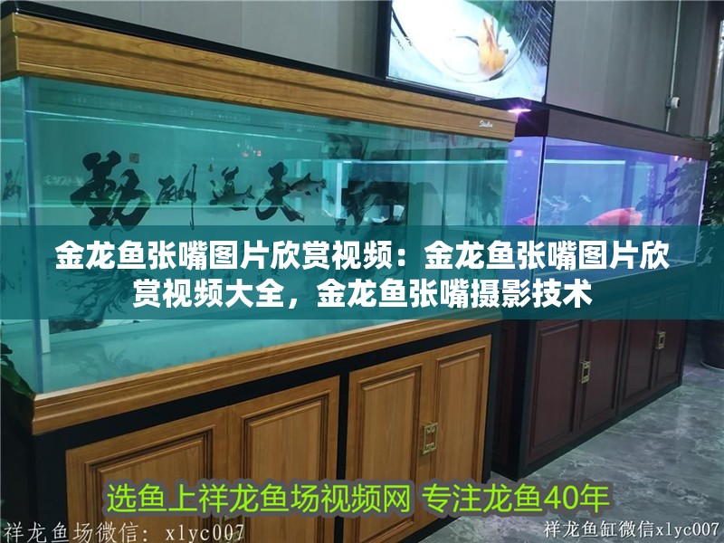 金龍魚張嘴圖片欣賞視頻：金龍魚張嘴圖片欣賞視頻大全，金龍魚張嘴攝影技術(shù)