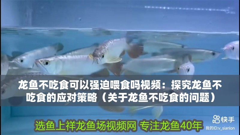 龍魚不吃食可以強迫喂食嗎視頻：探究龍魚不吃食的應對策略（關于龍魚不吃食的問題）