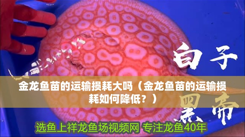 金龍魚苗的運輸損耗大嗎（金龍魚苗的運輸損耗如何降低？） 金龍魚苗的運輸損耗大嗎（金龍魚苗的運輸損耗如何降低？） 龍魚百科