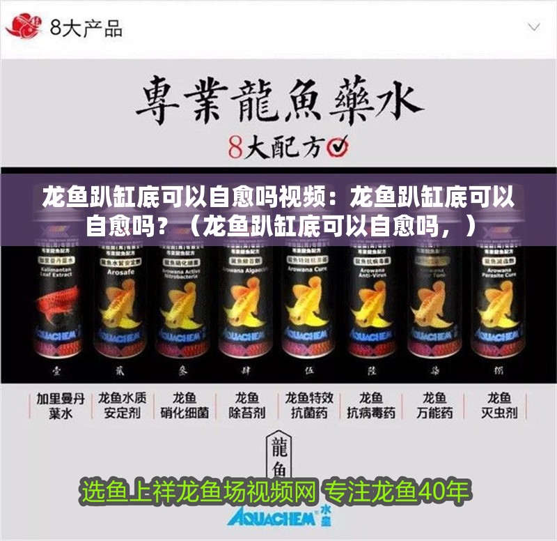 龍魚趴缸底可以自愈嗎視頻：龍魚趴缸底可以自愈嗎？（龍魚趴缸底可以自愈嗎，）