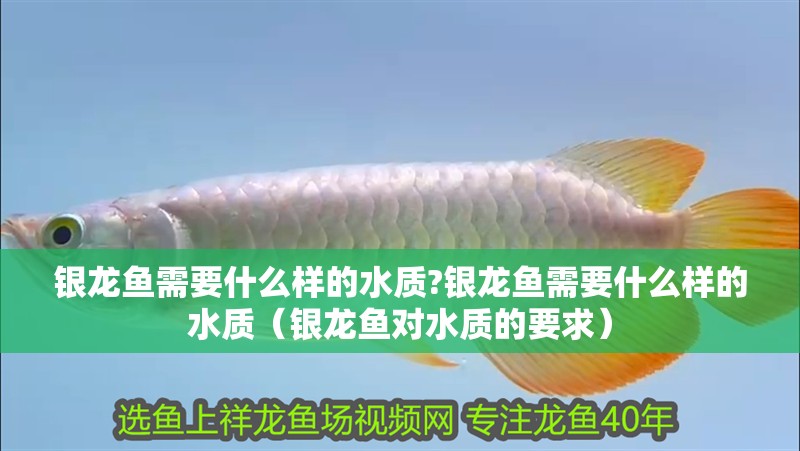 銀龍魚需要什么樣的水質?銀龍魚需要什么樣的水質（銀龍魚對水質的要求）