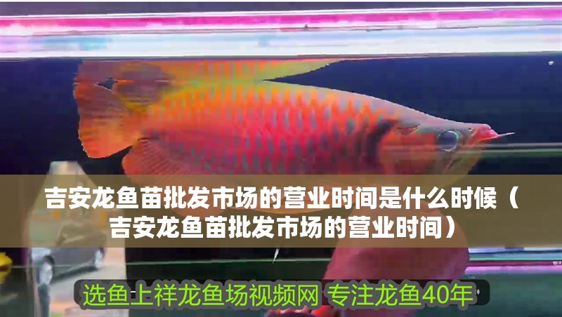 吉安龍魚苗批發市場的營業時間是什么時候（吉安龍魚苗批發市場的營業時間）