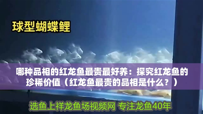 哪種品相的紅龍魚最貴最好養：探究紅龍魚的珍稀價值（紅龍魚最貴的品相是什么？）