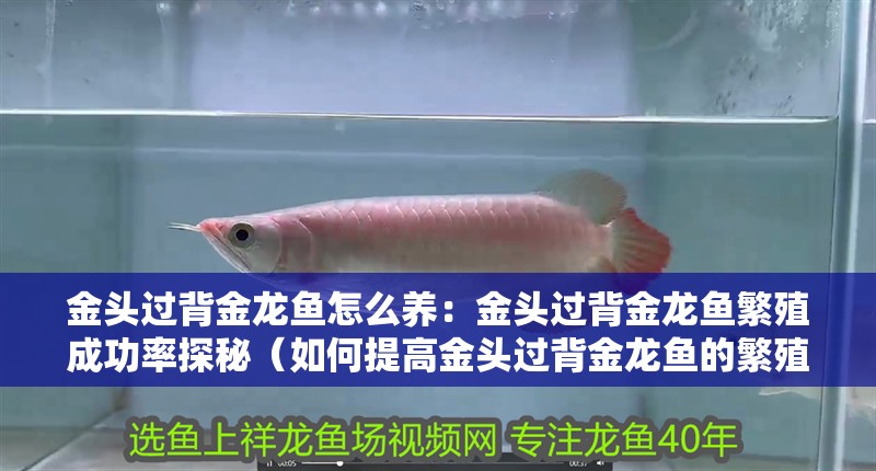金頭過背金龍魚怎么養：金頭過背金龍魚繁殖成功率探秘（如何提高金頭過背金龍魚的繁殖成功率）