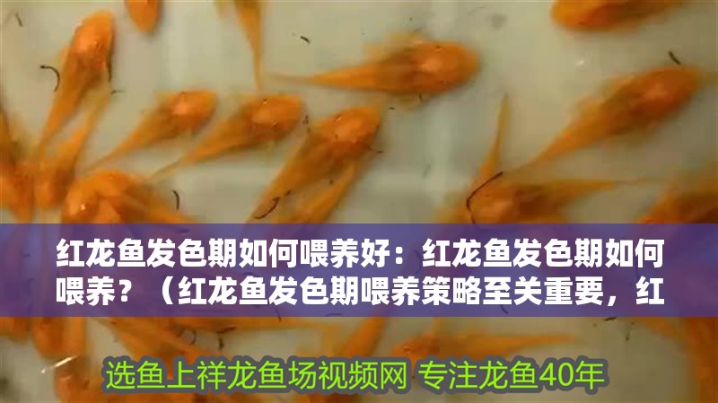 紅龍魚發色期如何喂養好：紅龍魚發色期如何喂養？（紅龍魚發色期喂養策略至關重要，紅龍魚發色期的喂養策略）