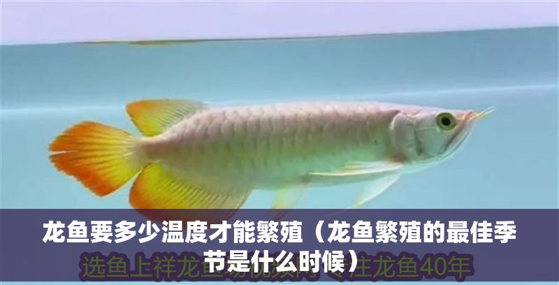 龍魚要多少溫度才能繁殖（龍魚繁殖的最佳季節是什么時候）