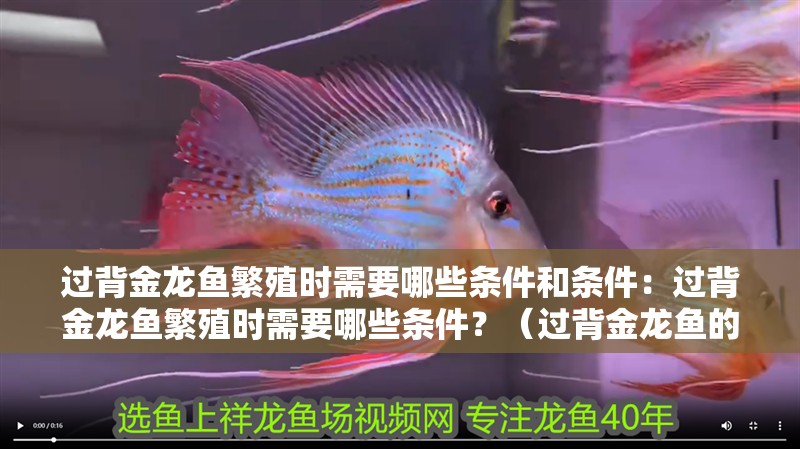 過背金龍魚繁殖時需要哪些條件和條件：過背金龍魚繁殖時需要哪些條件？（過背金龍魚的繁殖）