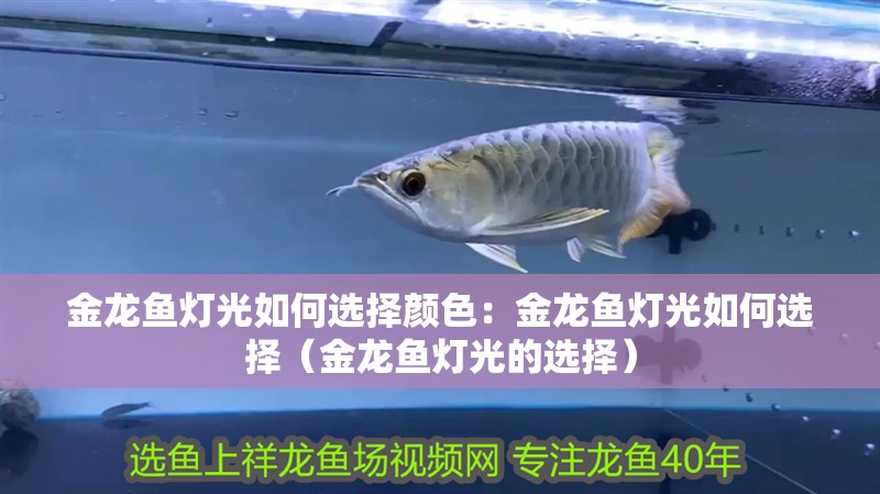 金龍魚燈光如何選擇顏色：金龍魚燈光如何選擇（金龍魚燈光的選擇）