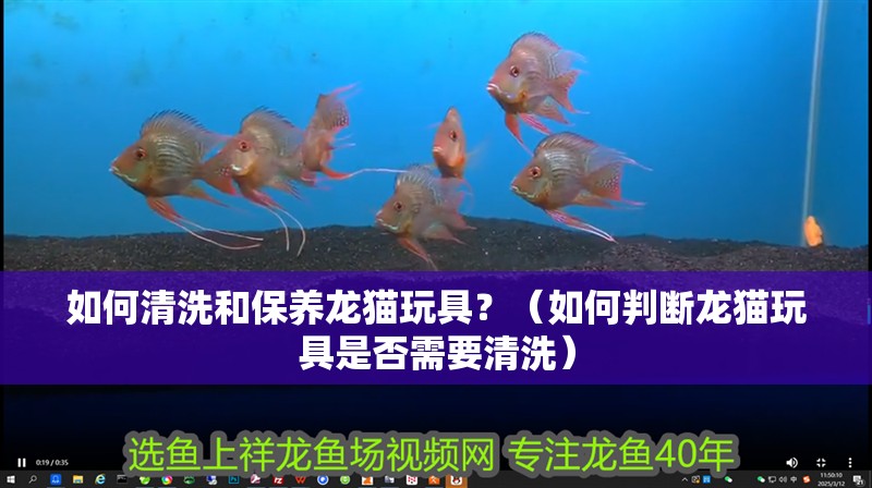 如何清洗和保養龍貓玩具？（如何判斷龍貓玩具是否需要清洗）
