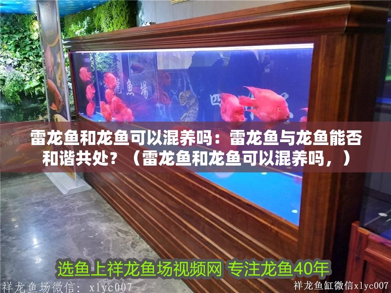 雷龍魚和龍魚可以混養(yǎng)嗎：雷龍魚與龍魚能否和諧共處？（雷龍魚和龍魚可以混養(yǎng)嗎，）