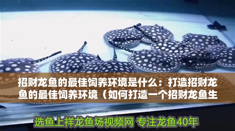 招財龍魚的最佳飼養環境是什么：打造招財龍魚的最佳飼養環境（如何打造一個招財龍魚生長的完美水族箱）