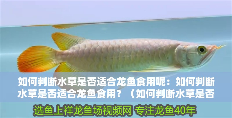 如何判斷水草是否適合龍魚食用呢：如何判斷水草是否適合龍魚食用？（如何判斷水草是否適合龍魚食用）