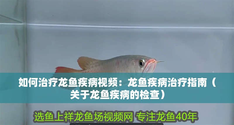 如何治療龍魚疾病視頻：龍魚疾病治療指南（關于龍魚疾病的檢查）