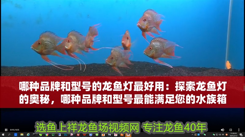 哪種品牌和型號的龍魚燈最好用：探索龍魚燈的奧秘，哪種品牌和型號最能滿足您的水族箱需求？（龍魚燈的選擇）