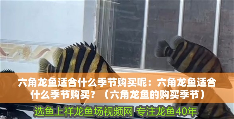 六角龍魚適合什么季節(jié)購買呢：六角龍魚適合什么季節(jié)購買？（六角龍魚的購買季節(jié)）