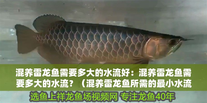 混養(yǎng)雷龍魚需要多大的水流好：混養(yǎng)雷龍魚需要多大的水流？（混養(yǎng)雷龍魚所需的最小水流大小）
