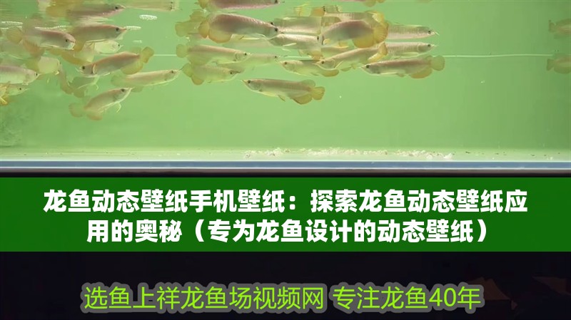 龍魚動態壁紙手機壁紙：探索龍魚動態壁紙應用的奧秘（專為龍魚設計的動態壁紙）