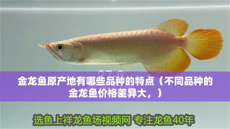 金龍魚原產(chǎn)地有哪些品種的特點（不同品種的金龍魚價格差異大，）