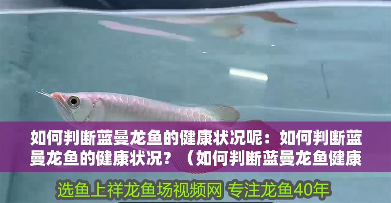 如何判斷藍曼龍魚的健康狀況呢：如何判斷藍曼龍魚的健康狀況？（如何判斷藍曼龍魚健康狀況）