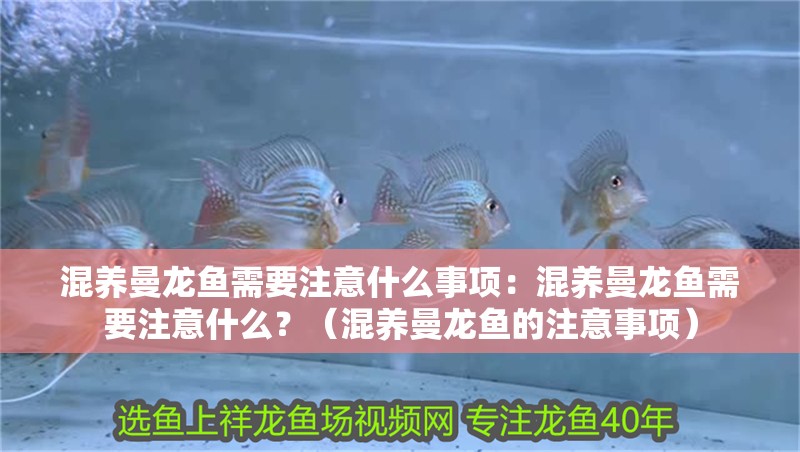 混養(yǎng)曼龍魚需要注意什么事項：混養(yǎng)曼龍魚需要注意什么？（混養(yǎng)曼龍魚的注意事項）