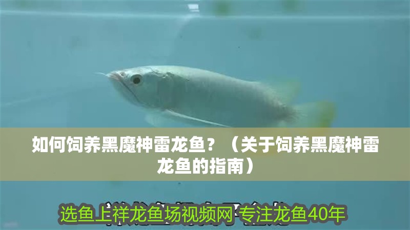 如何飼養黑魔神雷龍魚？（關于飼養黑魔神雷龍魚的指南）