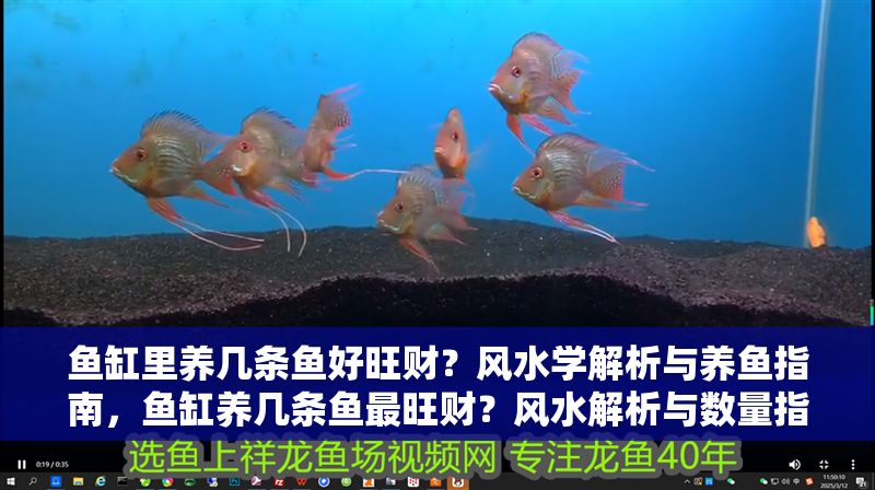 魚缸里養幾條魚好旺財？風水學解析與養魚指南，魚缸養幾條魚最旺財？風水解析與數量指南