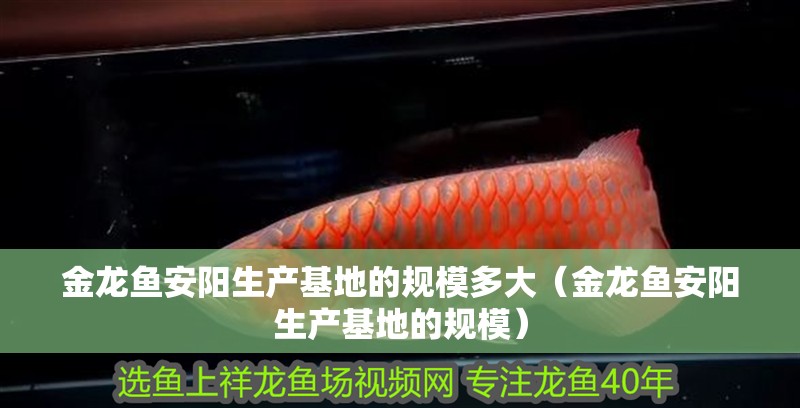金龍魚安陽生產(chǎn)基地的規(guī)模多大（金龍魚安陽生產(chǎn)基地的規(guī)模）